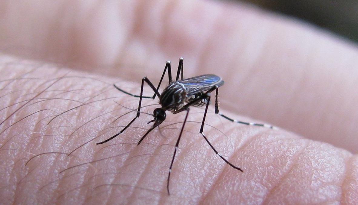 dengue